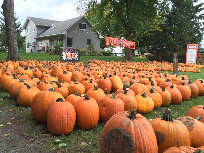Millers Farm Pumpkin Patch Manotick Ontario