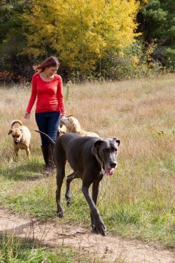 Barrhaven Dog Sitting Service